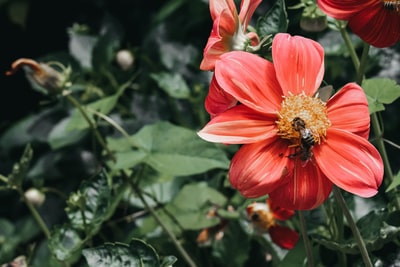 black and yellow bee on red flower